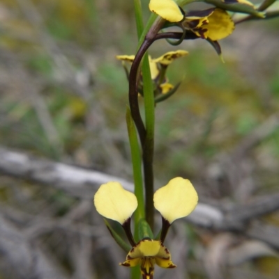 Diuris pardina (Leopard Doubletail) at Mount Majura - 18 Sep 2020 by ClubFED