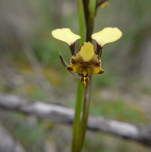 Diuris pardina at Downer, ACT - suppressed