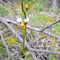 Diuris pardina at Downer, ACT - suppressed