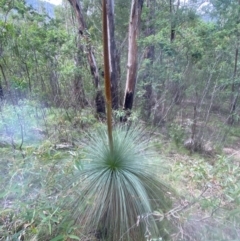 Xanthorrhoea glauca subsp. angustifolia (Grey Grass-tree) at Paddys River, ACT - 19 Sep 2020 by SthTallagandaSurvey