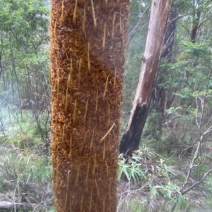 Xanthorrhoea glauca subsp. angustifolia at Paddys River, ACT - 19 Sep 2020