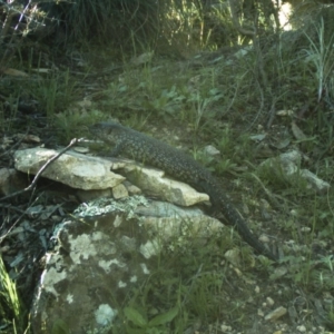 Egernia cunninghami at Michelago, NSW - 14 Sep 2020