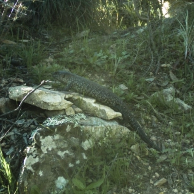 Egernia cunninghami (Cunningham's Skink) at Michelago, NSW - 14 Sep 2020 by Illilanga