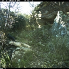 Egernia cunninghami at Michelago, NSW - 14 Sep 2020