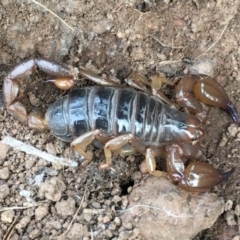 Urodacus manicatus (Black Rock Scorpion) at Mount Ainslie - 19 Sep 2020 by jb2602