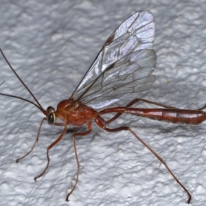 Netelia sp. (genus) at Ainslie, ACT - 19 Sep 2020 12:12 AM