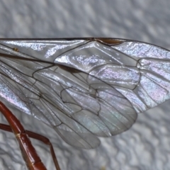 Netelia sp. (genus) at Ainslie, ACT - 19 Sep 2020 12:12 AM