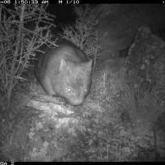 Vombatus ursinus (Common wombat, Bare-nosed Wombat) at Illilanga & Baroona - 5 Sep 2020 by Illilanga