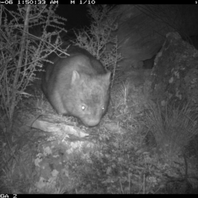 Vombatus ursinus (Common wombat, Bare-nosed Wombat) at Michelago, NSW - 5 Sep 2020 by Illilanga