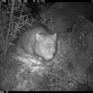 Vombatus ursinus at Michelago, NSW - 6 Sep 2020