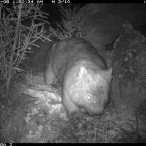 Vombatus ursinus at Michelago, NSW - 6 Sep 2020