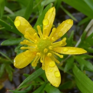 Ranunculus amphitrichus at Lyneham, ACT - 20 Sep 2020