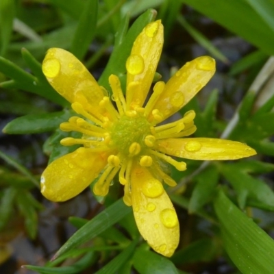 Ranunculus amphitrichus (Small River Buttercup) at Lyneham, ACT - 20 Sep 2020 by Dibble