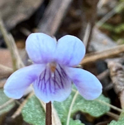 Viola hederacea (Ivy-leaved Violet) at Farringdon, NSW - 16 Sep 2020 by SthTallagandaSurvey