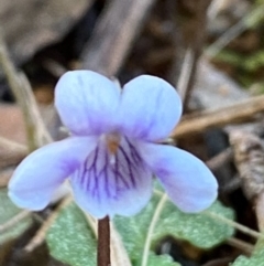 Viola hederacea (Ivy-leaved Violet) at Tallaganda State Forest - 15 Sep 2020 by SthTallagandaSurvey