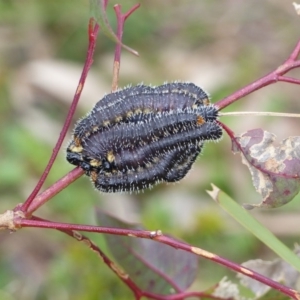 Pergidae sp. (family) at Black Range, NSW - 20 Sep 2020