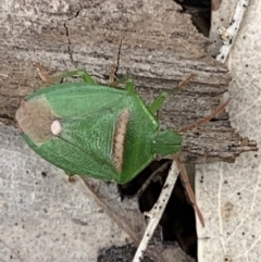 Ocirrhoe unimaculata (Green Stink Bug) at Black Range, NSW - 20 Sep 2020 by Steph H