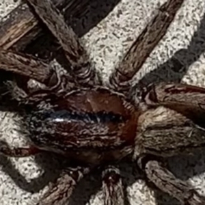 Miturgidae (family) at Black Range, NSW - 20 Sep 2020