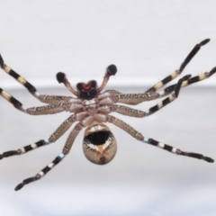 Neosparassus calligaster at Evatt, ACT - 20 Sep 2020