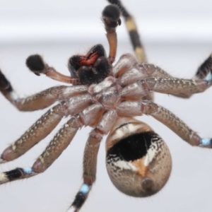 Neosparassus calligaster at Evatt, ACT - 20 Sep 2020