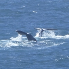 Megaptera novaeangliae (Humpback Whale) at Tathra, NSW - 20 Sep 2020 by Steph H