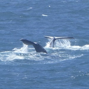 Megaptera novaeangliae at Tathra, NSW - 20 Sep 2020