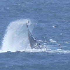 Megaptera novaeangliae at Tathra, NSW - 20 Sep 2020