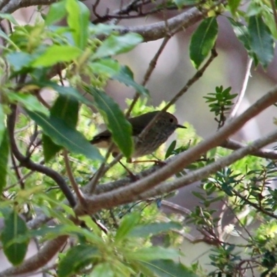 Acanthiza pusilla (Brown Thornbill) at Bournda National Park - 17 Aug 2020 by RossMannell