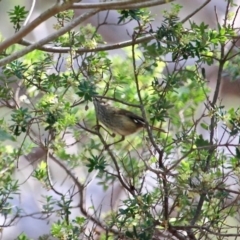 Acanthiza pusilla at Bournda, NSW - 17 Aug 2020