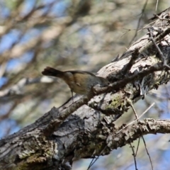 Acanthiza pusilla at Bournda, NSW - 17 Aug 2020