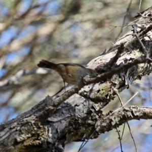 Acanthiza pusilla at Bournda, NSW - 17 Aug 2020