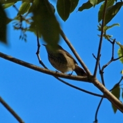 Acanthiza pusilla at Bournda, NSW - 17 Aug 2020