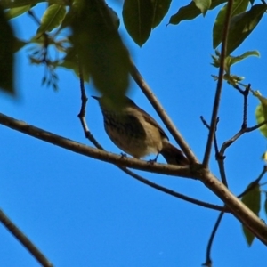 Acanthiza pusilla at Bournda, NSW - 17 Aug 2020