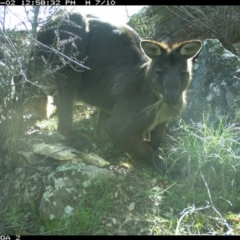 Osphranter robustus robustus (Eastern Wallaroo) at Michelago, NSW - 2 Sep 2020 by Illilanga