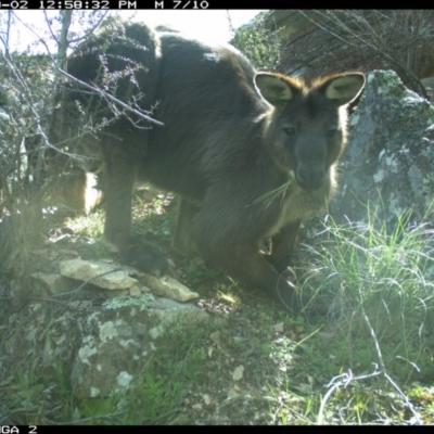 Osphranter robustus robustus (Eastern Wallaroo) at Illilanga & Baroona - 2 Sep 2020 by Illilanga