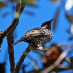 Anthochaera chrysoptera (Little Wattlebird) at Bournda Environment Education Centre - 17 Aug 2020 by RossMannell