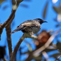 Anthochaera chrysoptera at Bournda, NSW - 17 Aug 2020