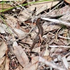 Lampropholis guichenoti (Common Garden Skink) at Bournda National Park - 17 Aug 2020 by RossMannell