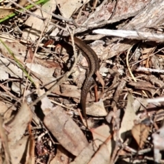 Lampropholis guichenoti at Bournda, NSW - 17 Aug 2020 12:09 PM