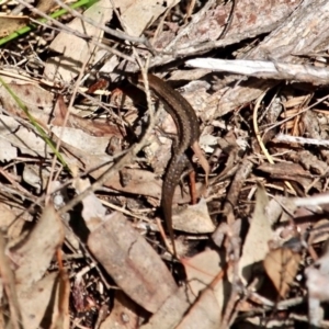 Lampropholis guichenoti at Bournda, NSW - 17 Aug 2020