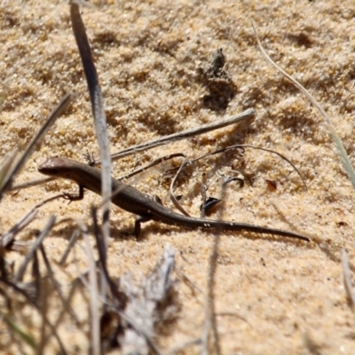 Lampropholis sp. (Grass Skink) at Bournda National Park - 17 Aug 2020 by RossMannell
