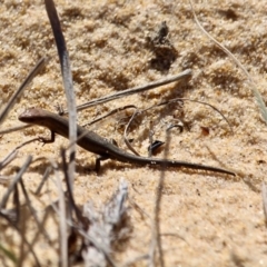 Lampropholis sp. at Bournda, NSW - 17 Aug 2020