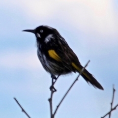 Phylidonyris novaehollandiae (New Holland Honeyeater) at Bournda Environment Education Centre - 18 Aug 2020 by RossMannell