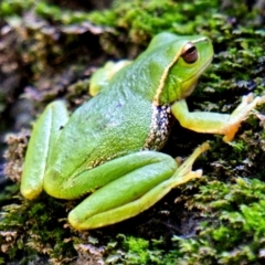 Litoria nudidigita (Narrow-fringed Tree-frog) at Deua National Park (CNM area) - 19 Sep 2020 by trevsci