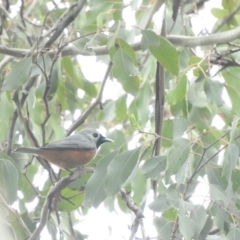 Monarcha melanopsis (Black-faced Monarch) at Oaks Estate, ACT - 20 Sep 2020 by ArcherCallaway