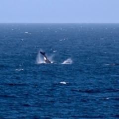 Megaptera novaeangliae (Humpback Whale) at Bournda, NSW - 7 Sep 2020 by RossMannell