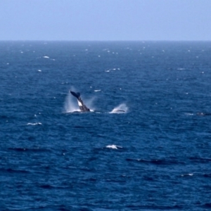 Megaptera novaeangliae at Bournda, NSW - 7 Sep 2020