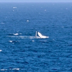 Megaptera novaeangliae at Bournda, NSW - 7 Sep 2020