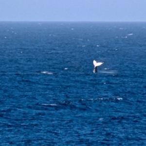 Megaptera novaeangliae at Bournda, NSW - 7 Sep 2020