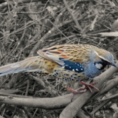 Cinclosoma punctatum (Spotted Quail-thrush) at Deua National Park (CNM area) - 19 Sep 2020 by trevsci